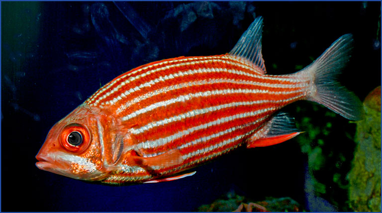 Maui Squirrel Fish